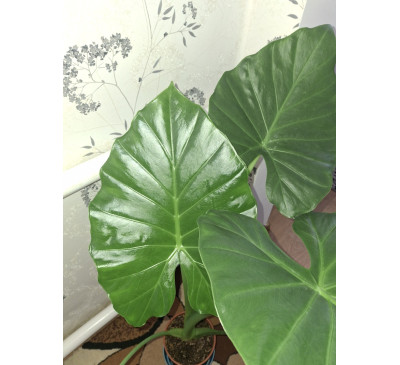 Алоказія пахуча (Alocasia odora )